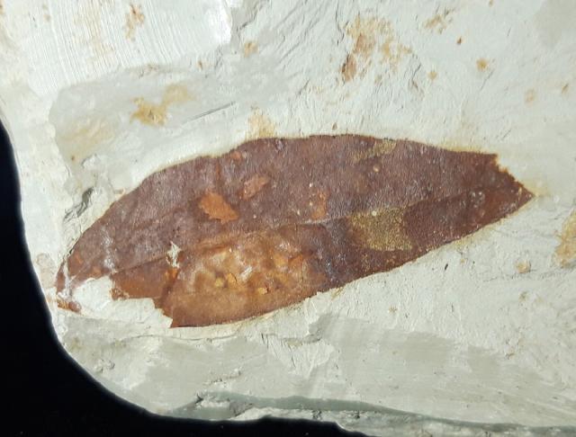 Myrica lignitum (UNGER 1847) & Daphnogene polymorpha ETTINGSHAUSEN 1851 - Bild © FossNet FossilienStore